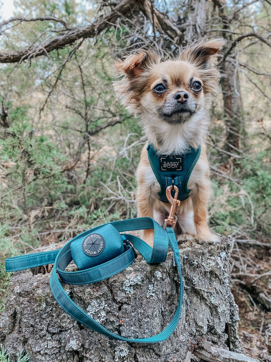 Dog Waste Bag Holder Forest