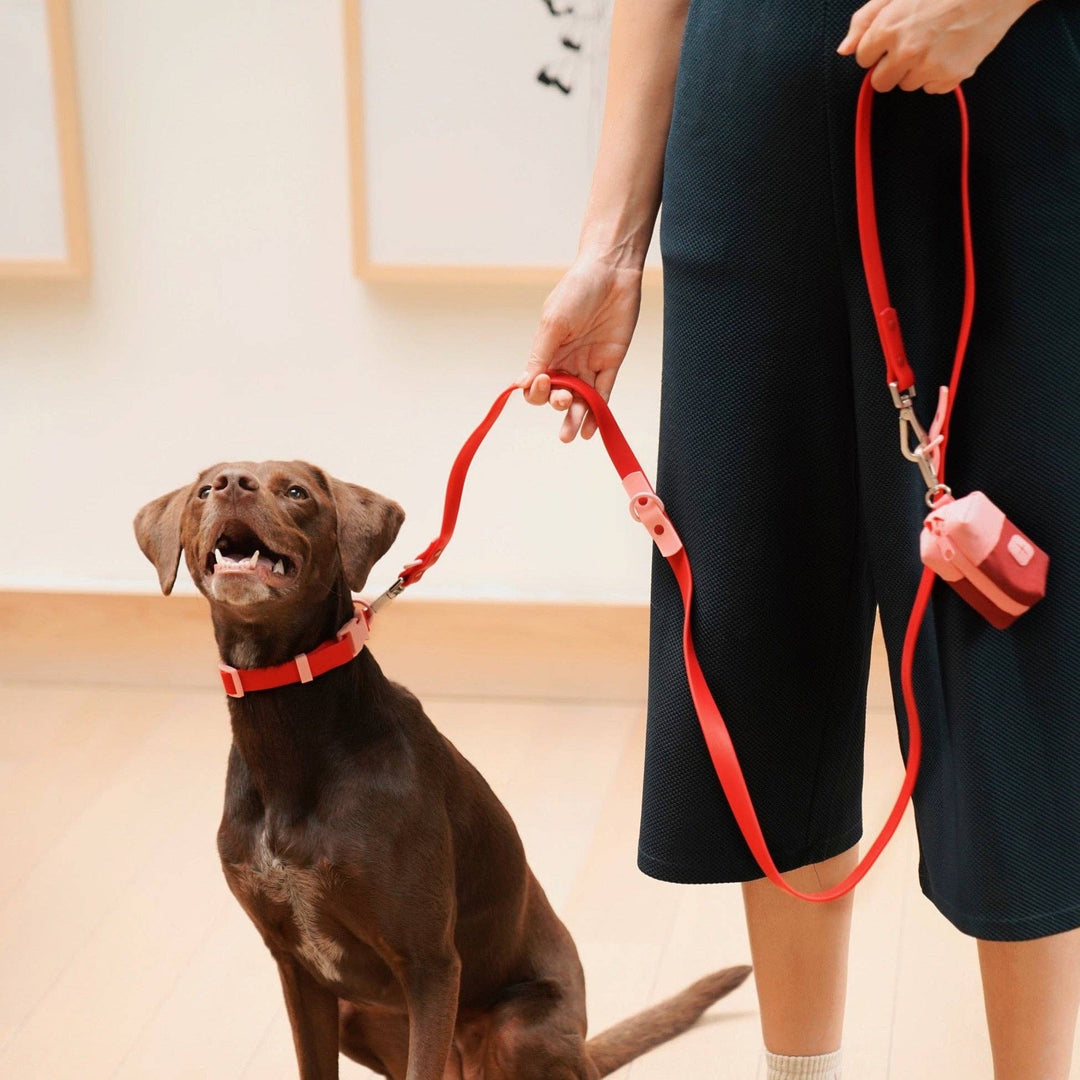USA - The Fritz Dog Collar