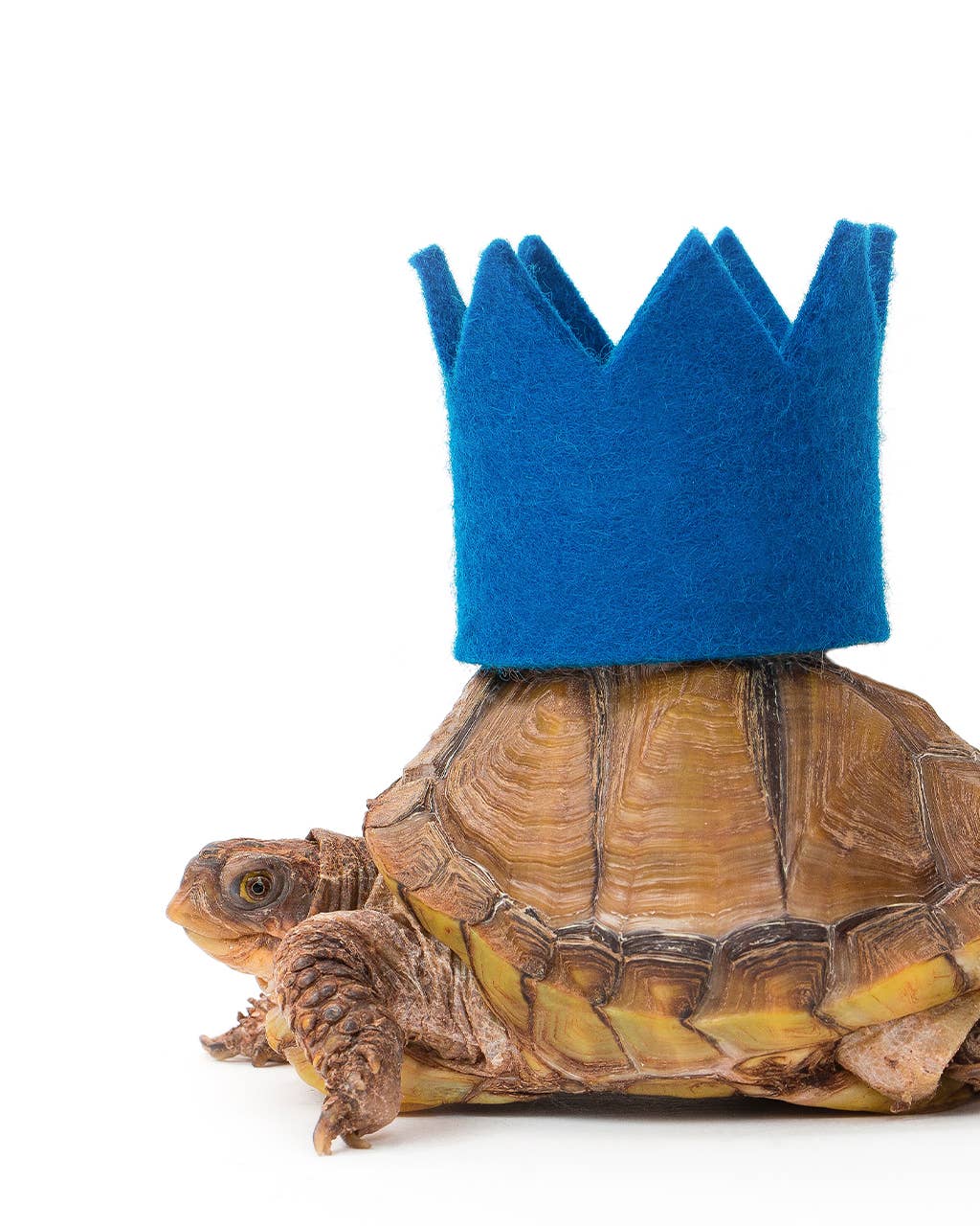 Party Beast Crown Wool Felt Pet Crown