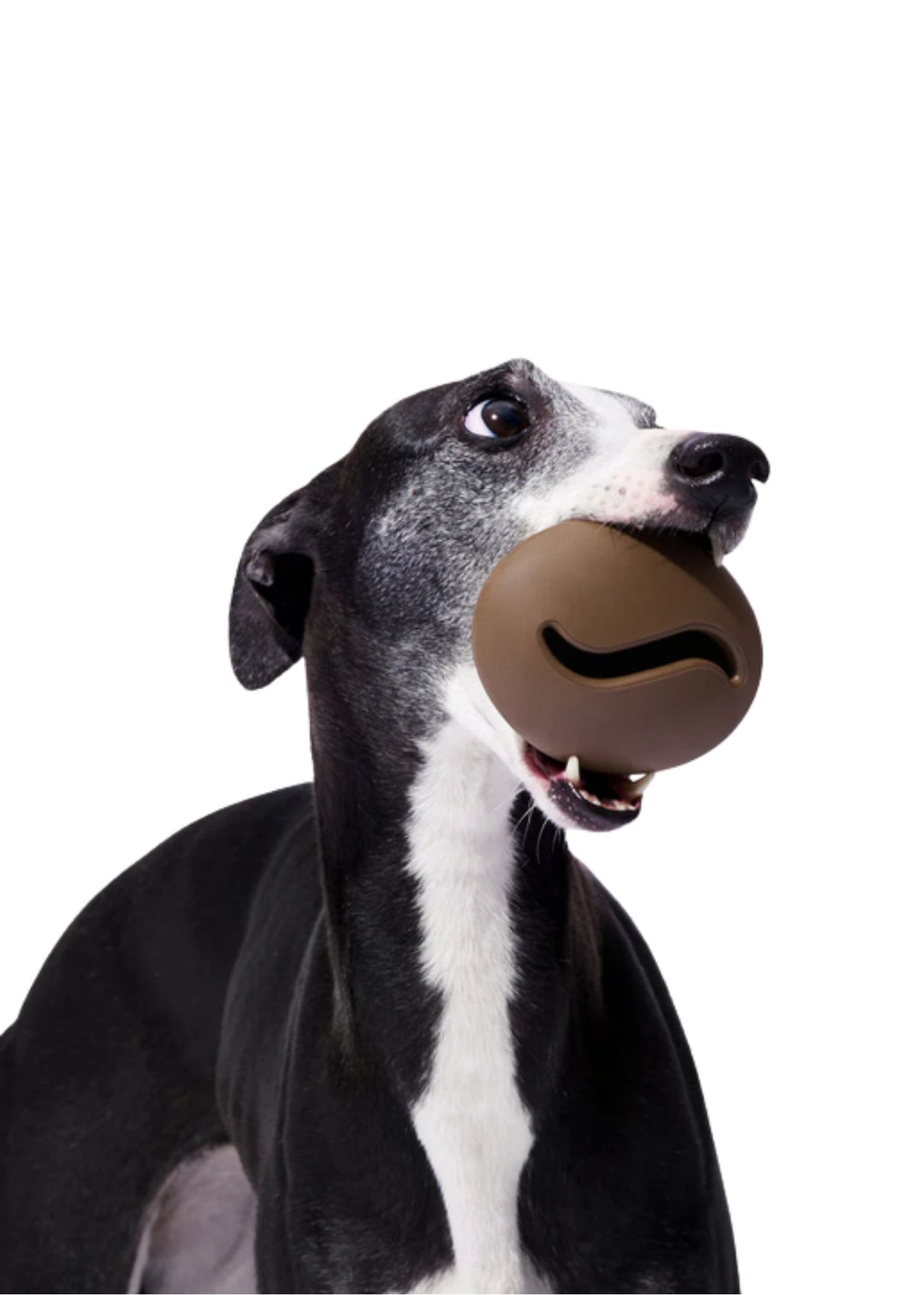 Coffee Pet Feeder