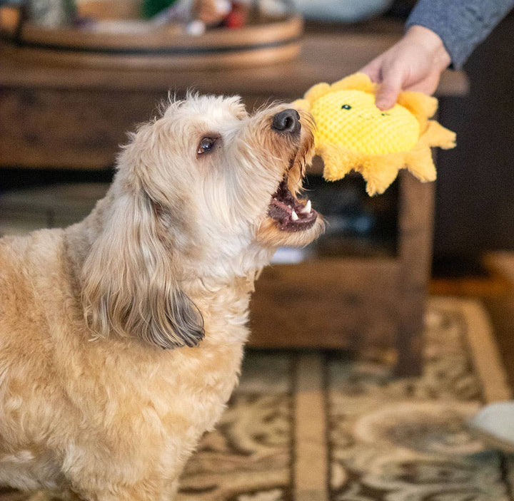 Sun Plush Dog Toy, 8"