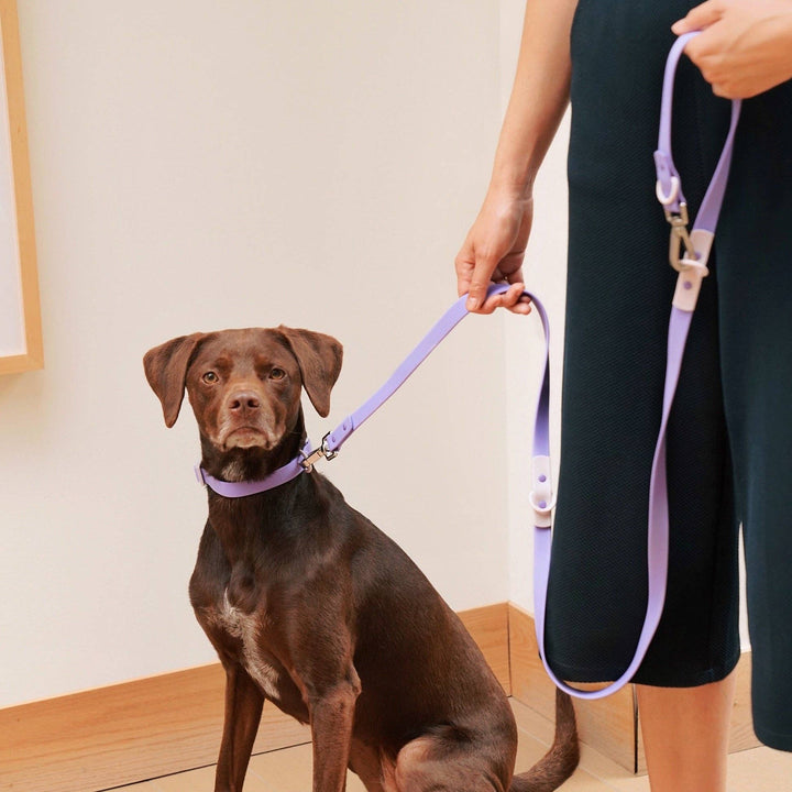 USA - The Fritz Dog Leash | Leash wit Handle | Multi Dog Leash