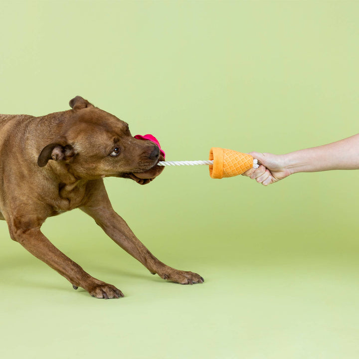 Losing Conetrol Dog Toy
