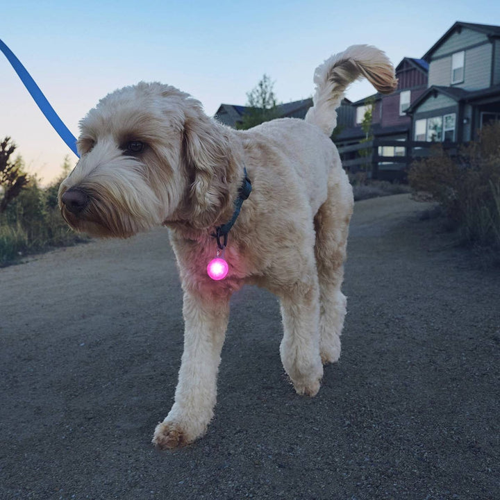 SpotLit Rechargeable Collar Light Pink