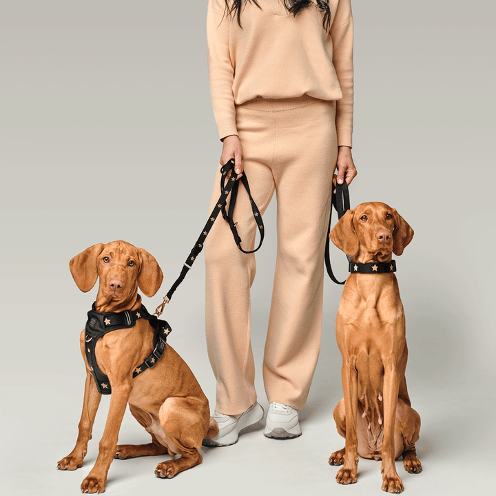 The NoMad Adjustable Luxe Harness - Rockstar