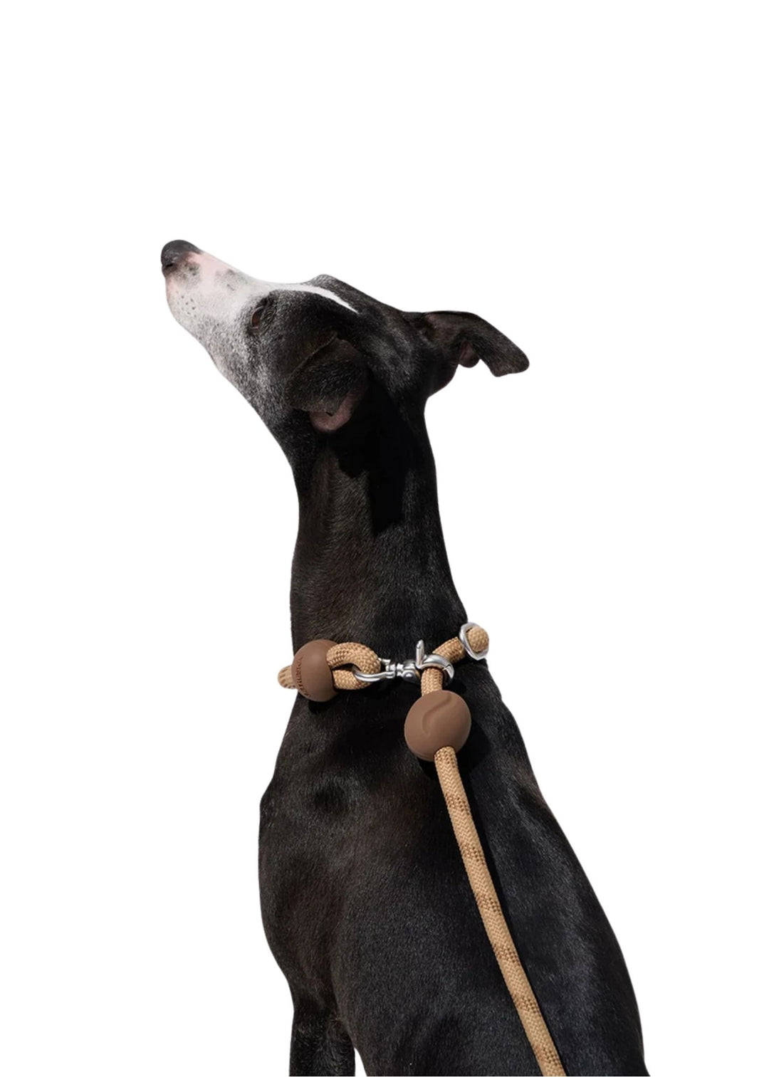 Coffee Connect Hands-Free Rope Leash