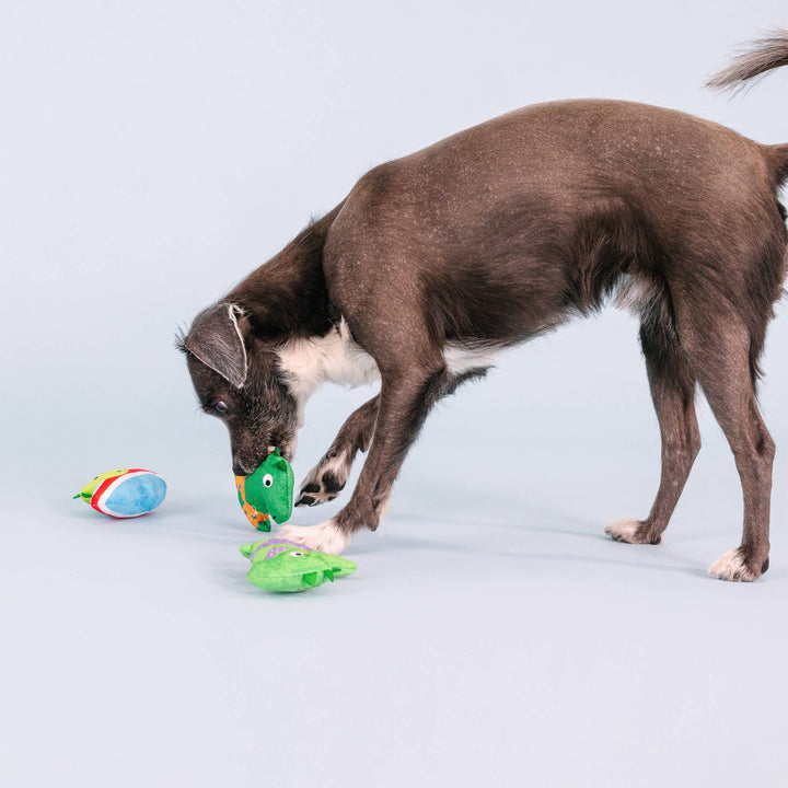 Rawrin Summer 3pc Small Dog Toy Set