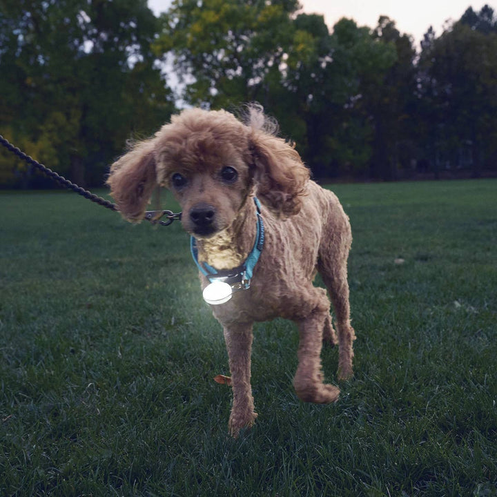SpotLit® Rechargeable Collar Light - White