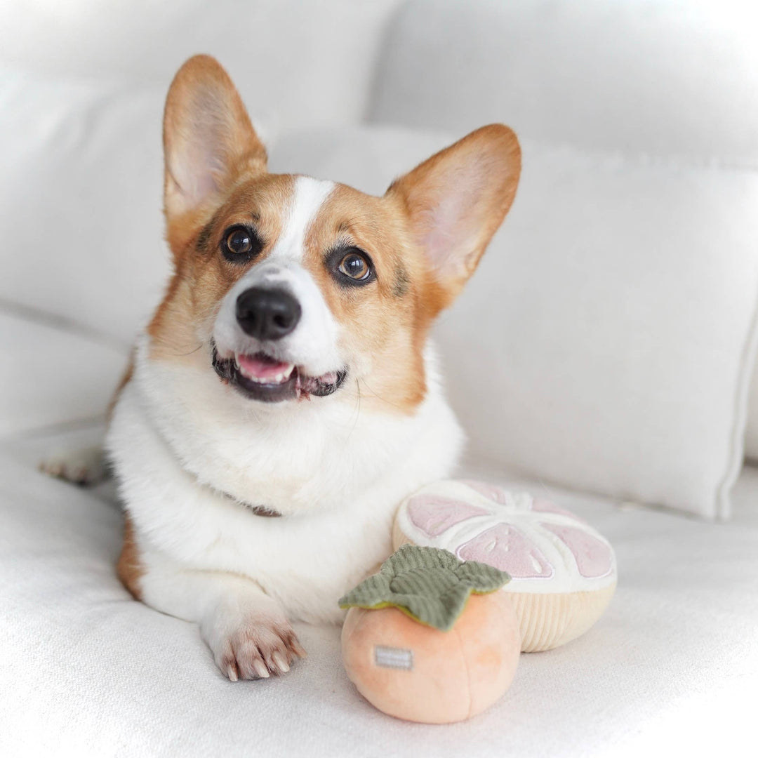 Grapefruit Enrichment Toy Set - Snuffle Toy