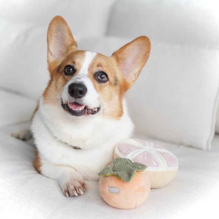Grapefruit Enrichment Toy Set - Snuffle Toy