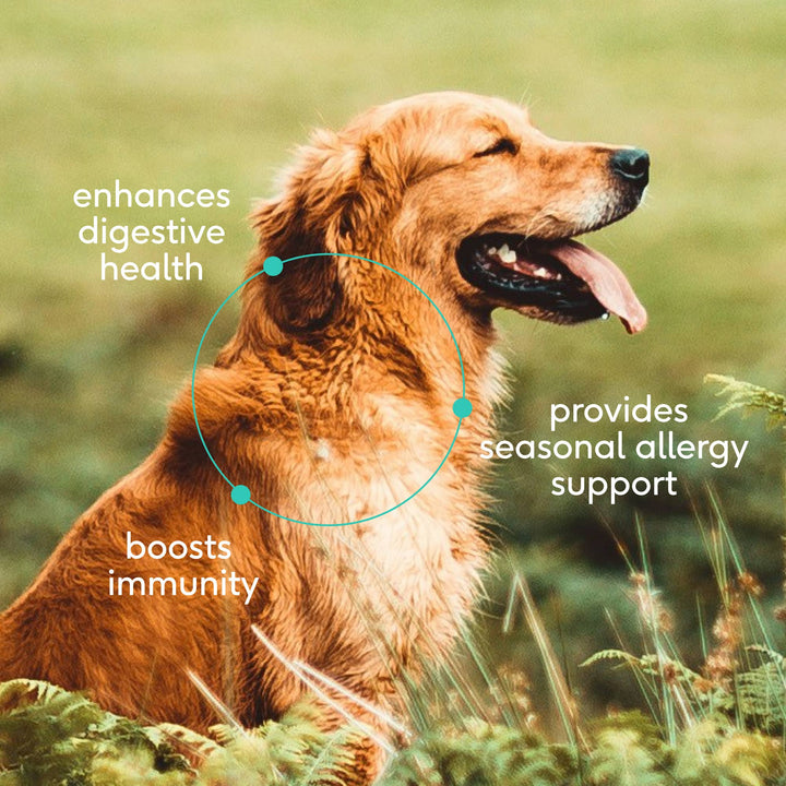 Colostrum Immune System Powder Supplement for Dog