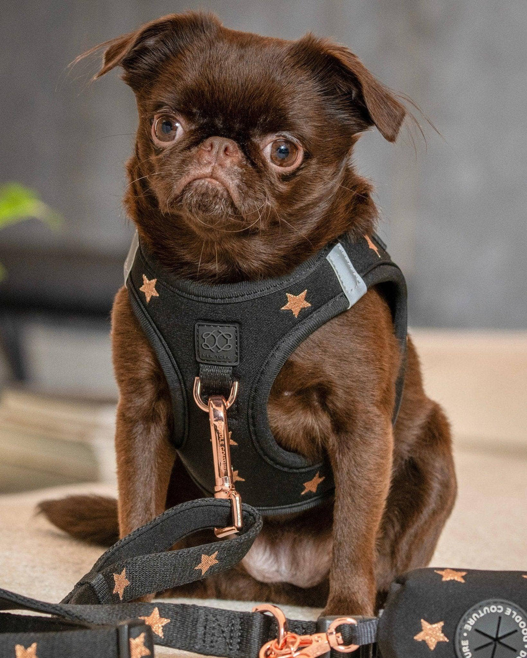 SoHo Dog Harness Rockstar