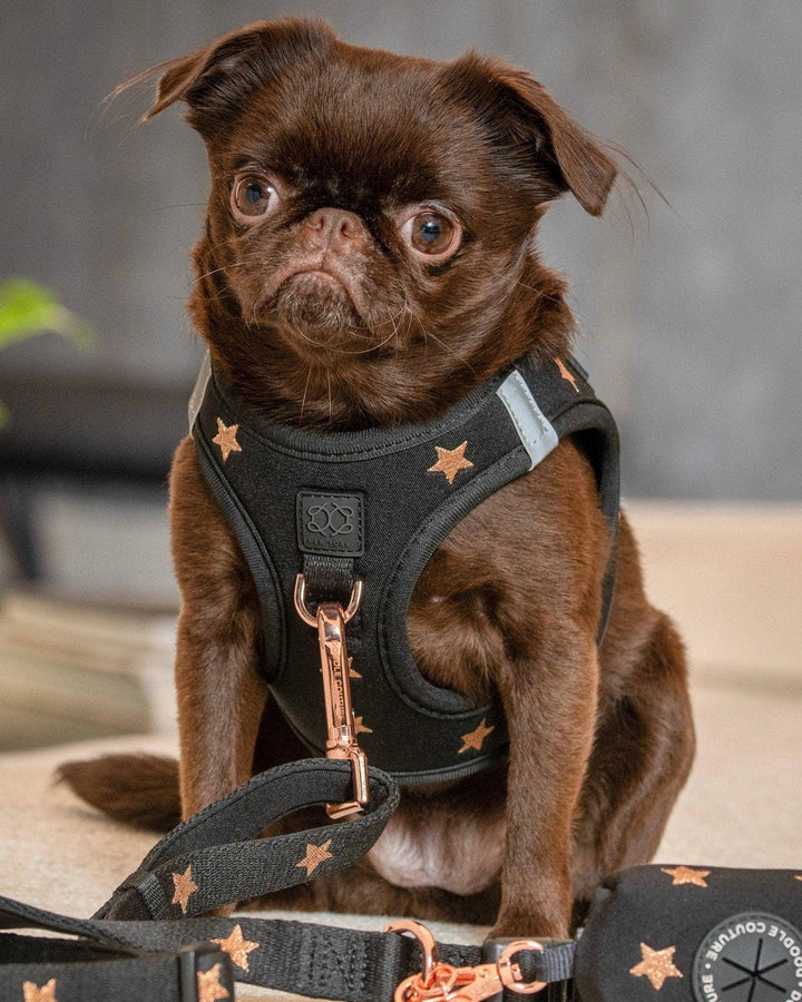 SoHo Dog Harness Rockstar