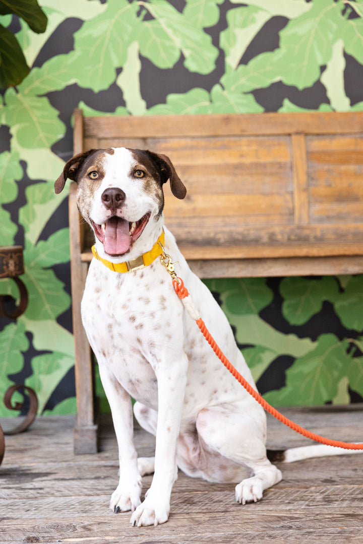 Coral/Orange Rope Leash