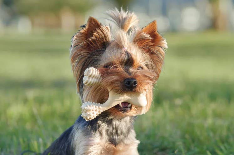 Hard Beef Dog Chew Toy Large