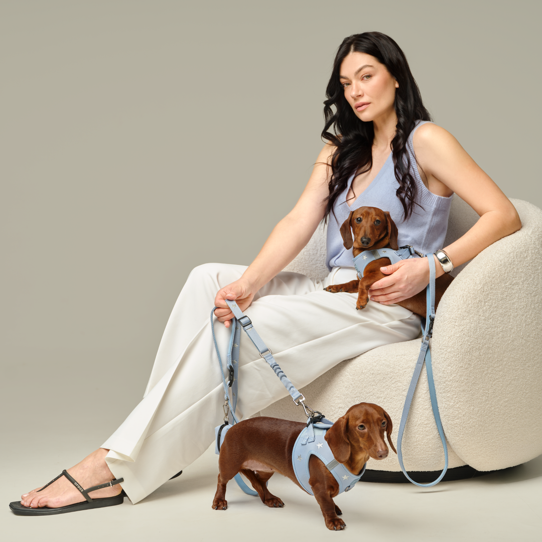 SoHo Dog Harness - Rockstar Hudson