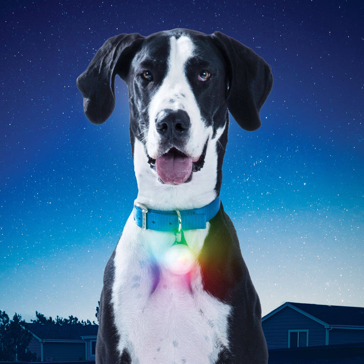 SpotLit XL Rechargeable Collar Light Disc-O Select