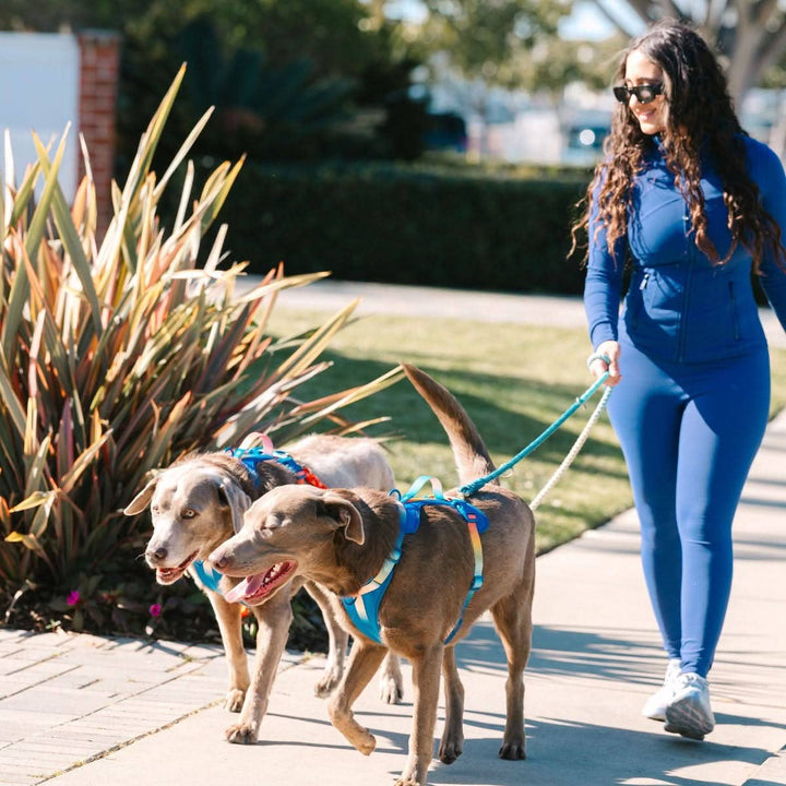 Beau Rainbow Hands-Free Leash