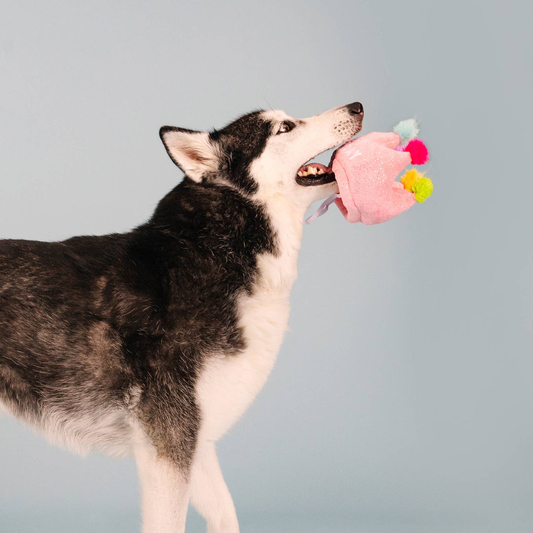 If the Crown Fits Birthday Dog Toy/Hat