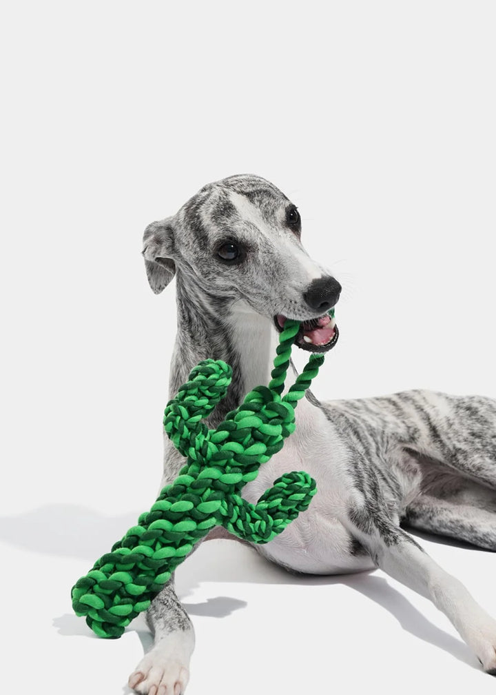 Oasis Cactus Knot Rope Toy