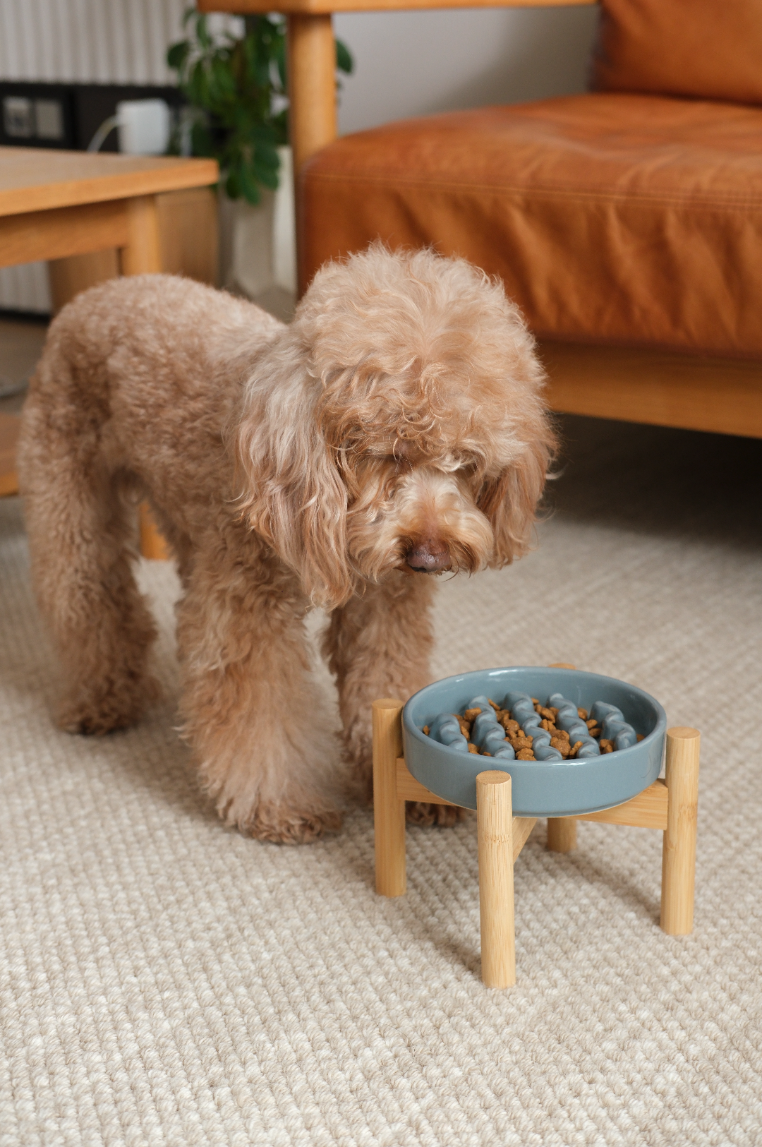 Macaroni Slow Feeder Dog Bowls