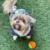 Squeaky Tennis Balls