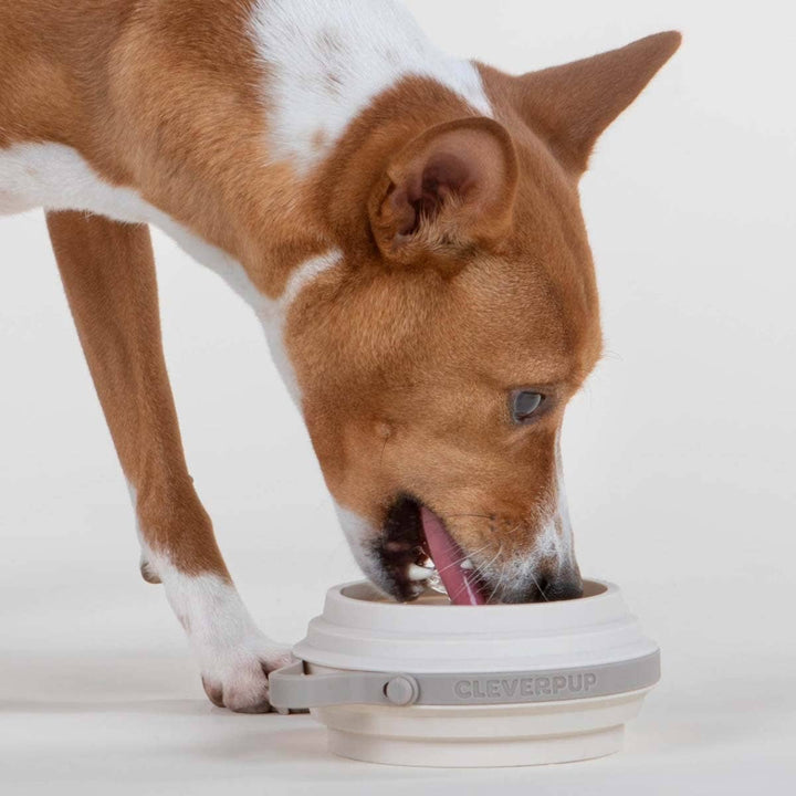 Nomad Collapsible Dog Bowl