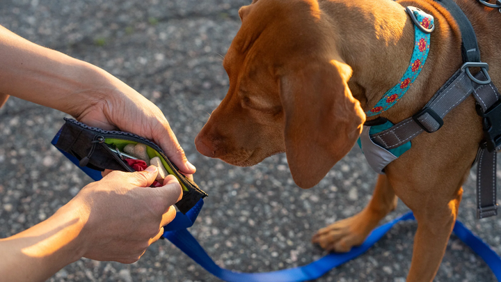 Leash Stash Pocket