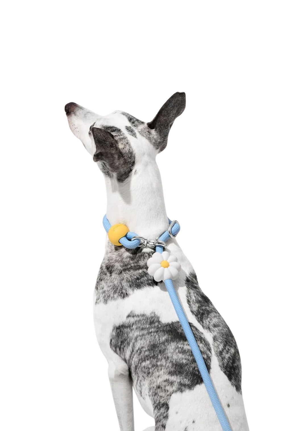 Daisy Connect Hands-Free Rope Leash