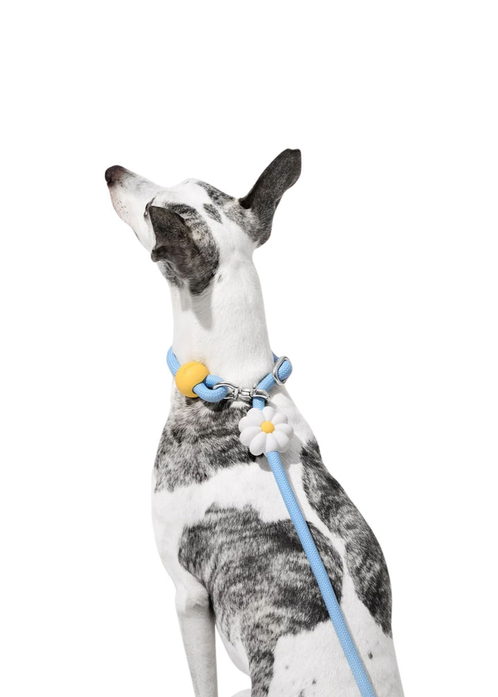 Daisy Connect Hands-Free Rope Leash