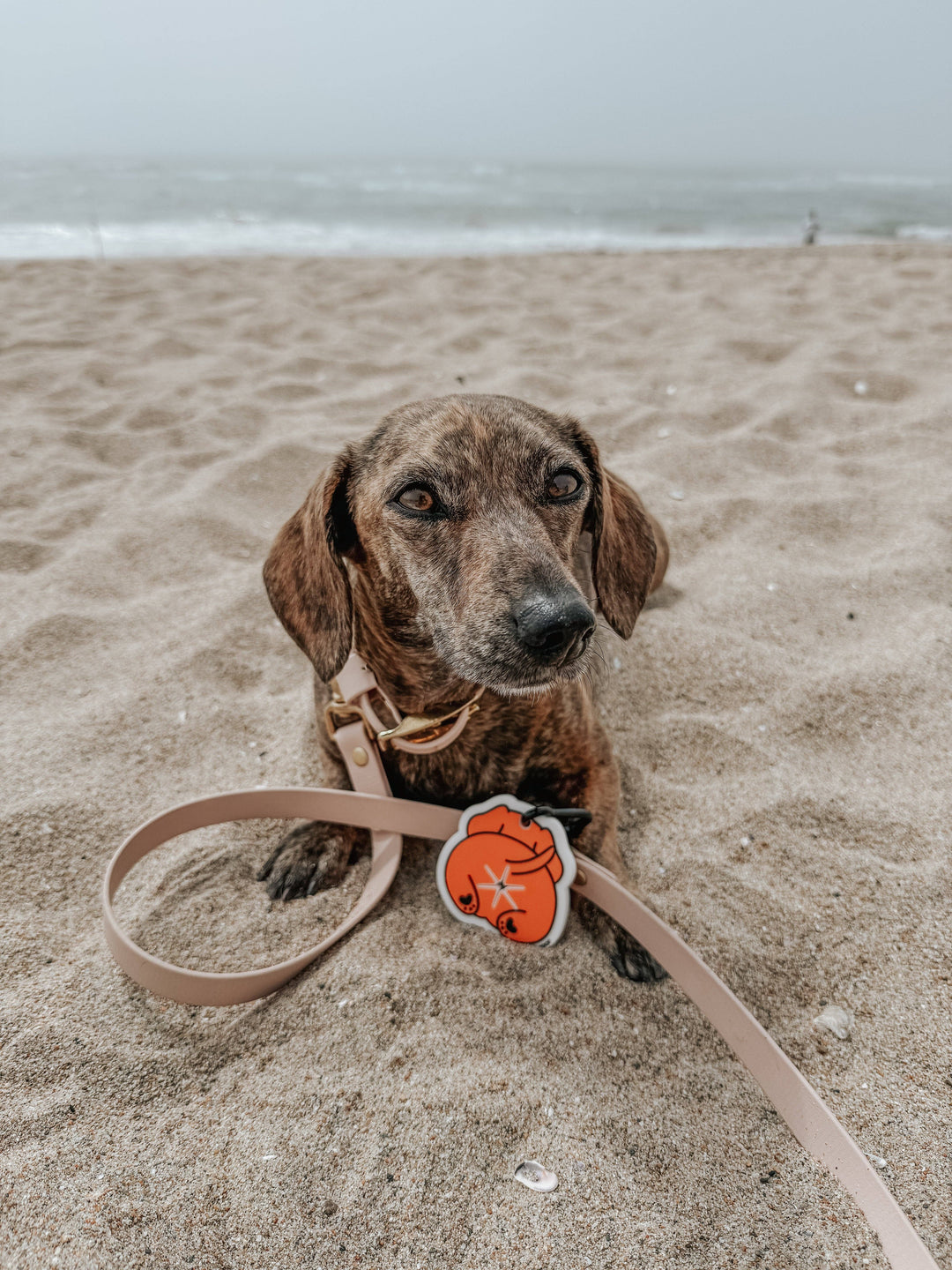 Potty Pal - Dachshund