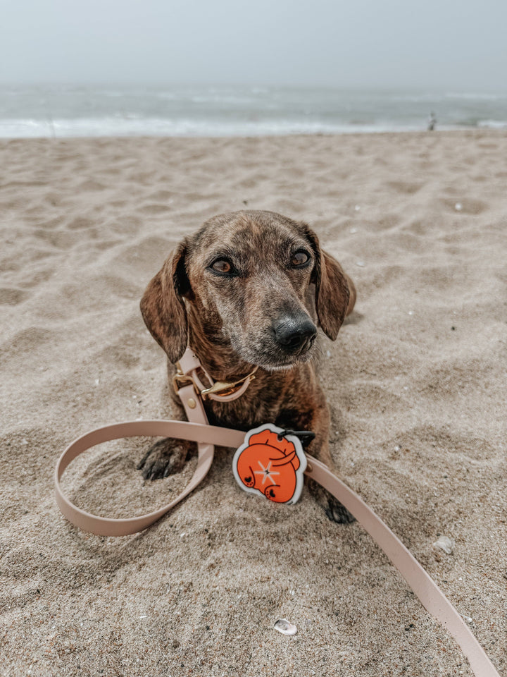 Potty Pal - Dachshund