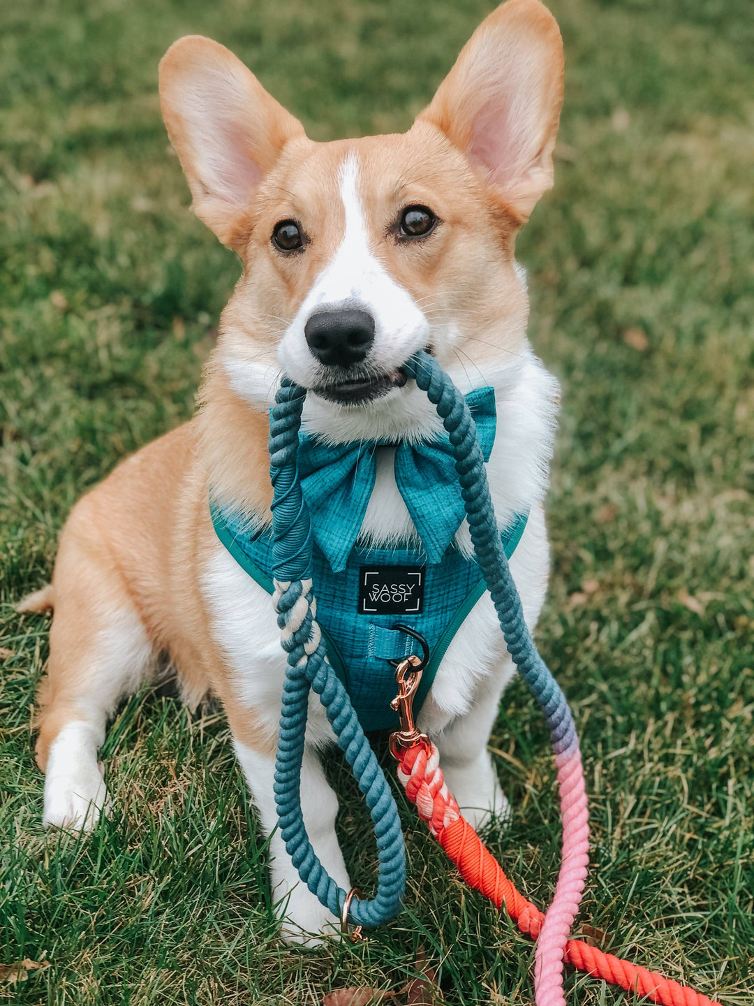 Rope Leash Jack &amp; Jill