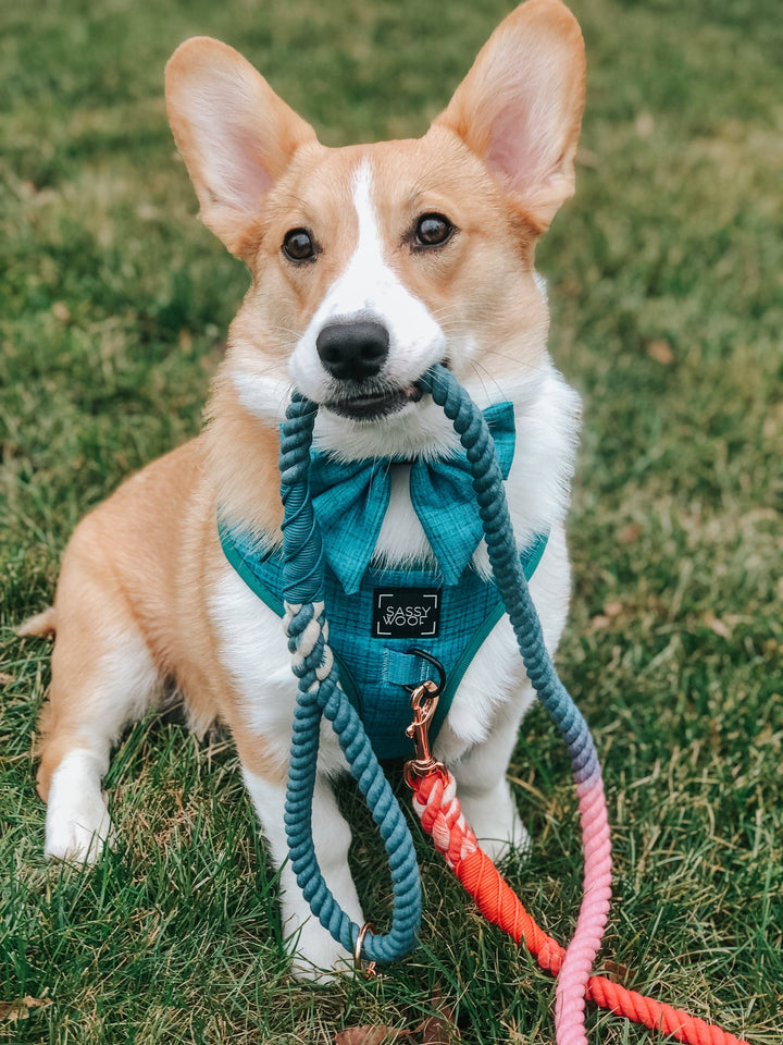 Rope Leash Jack &amp; Jill
