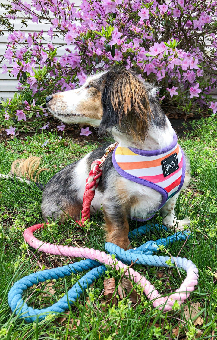 Rope Leash Jack &amp; Jill