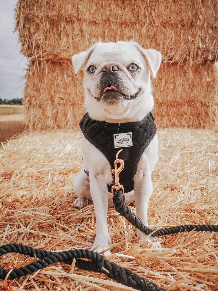 Rope Leash - Noir