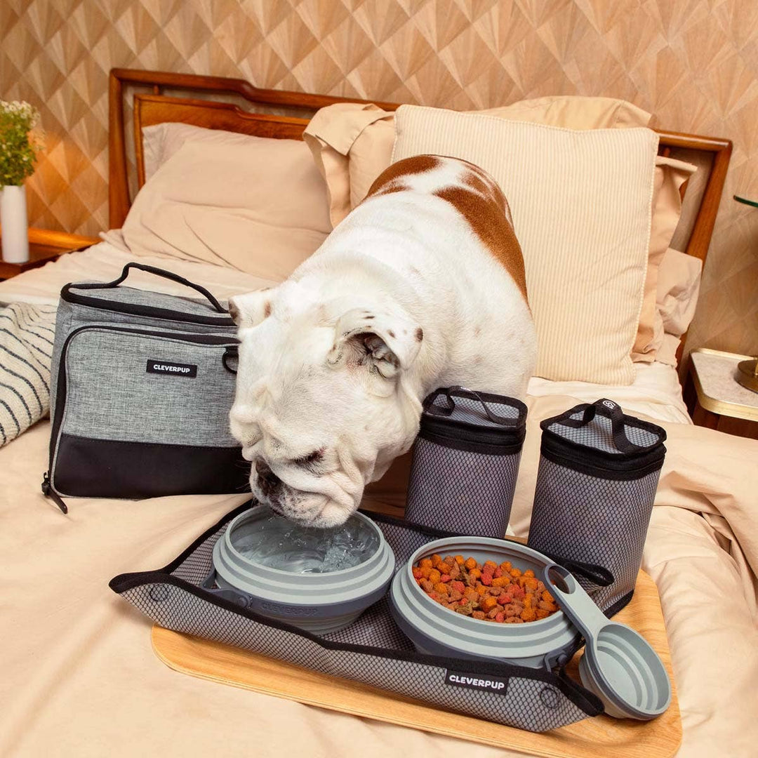 Bistro Box Dog Food Travel Kit