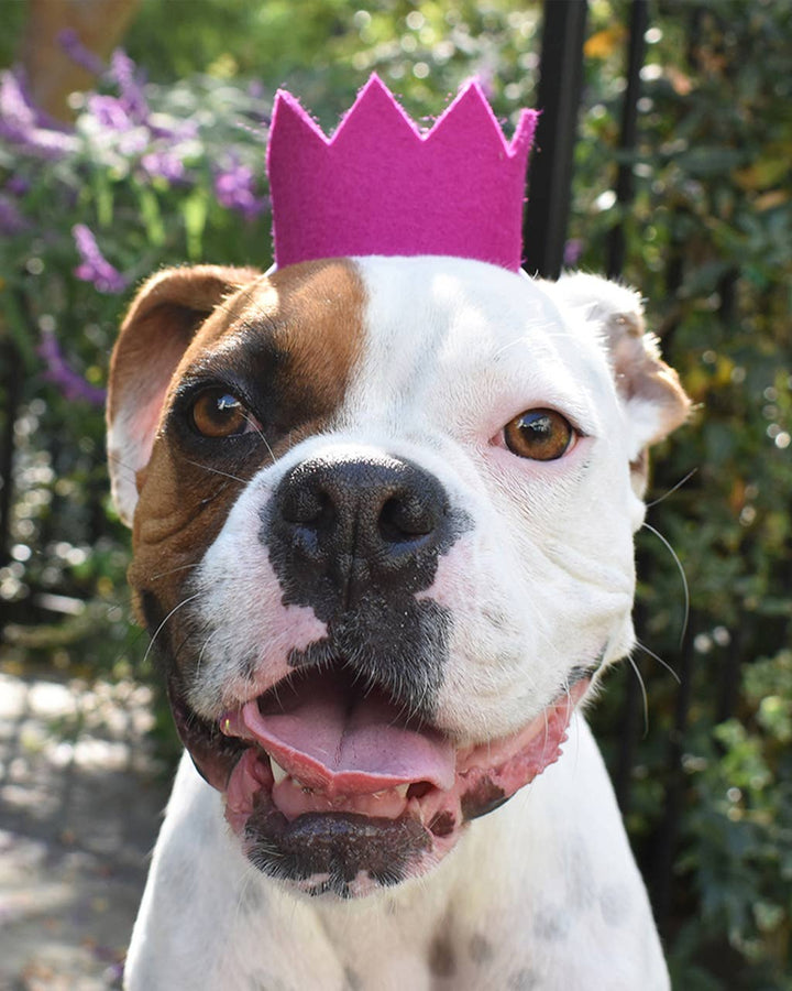 Party Beast Crown Wool Felt Pet Crown