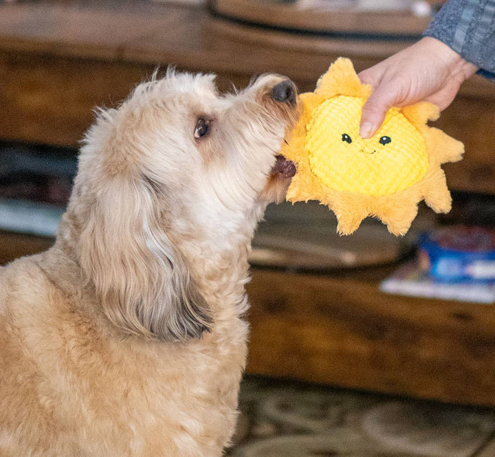 Sun Plush Dog Toy, 8"