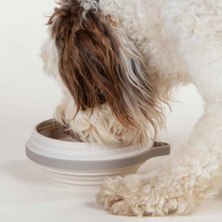 Nomad Collapsible Dog Bowl