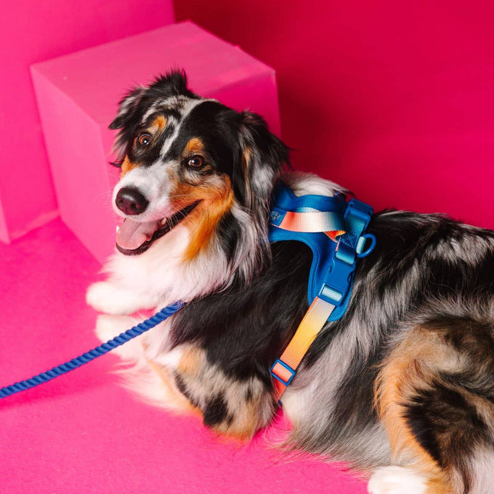 Atlas Blue No Pull Harness