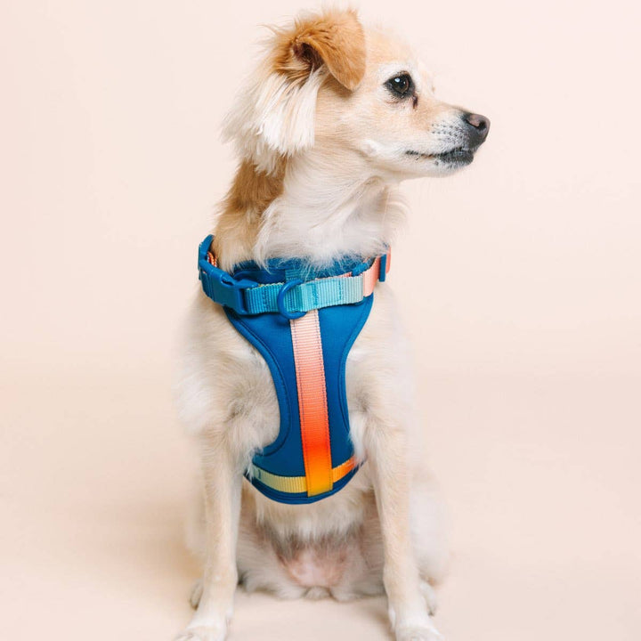 Atlas Blue No Pull Harness