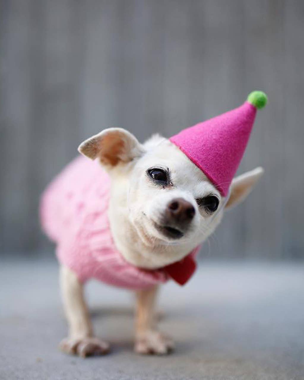 Pawty Hat Wool Pet Party Hat
