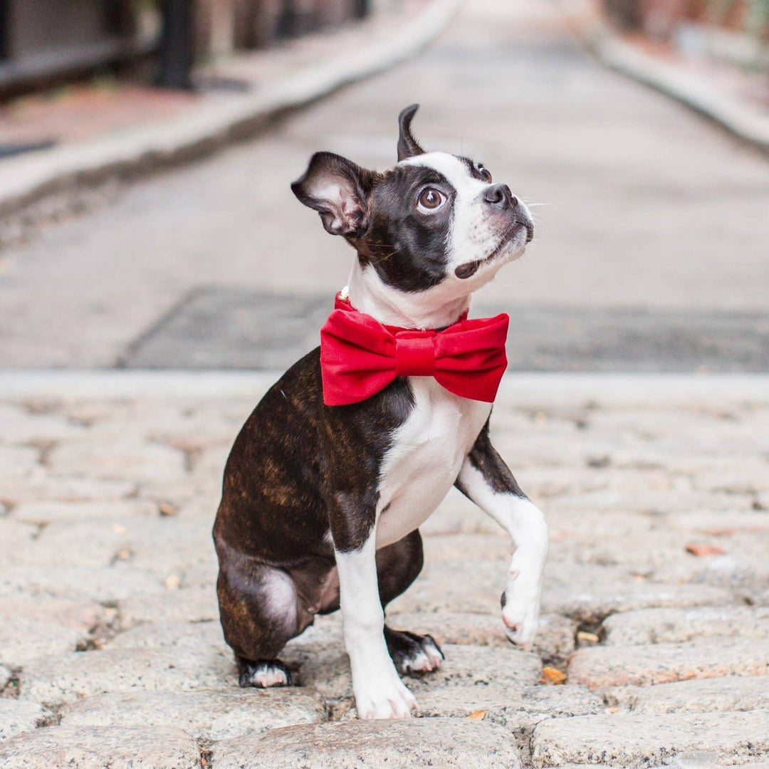 Cranberry Velvet Day Dog Bow Tie