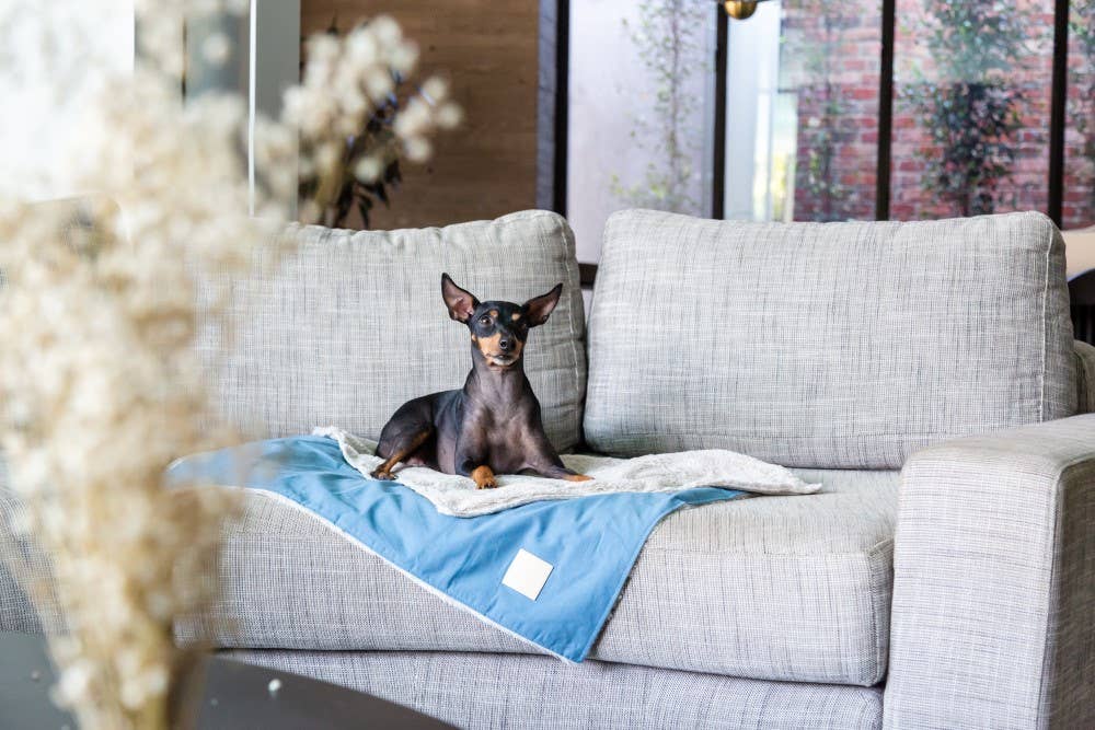 Life Pet Blanket, French Blue S