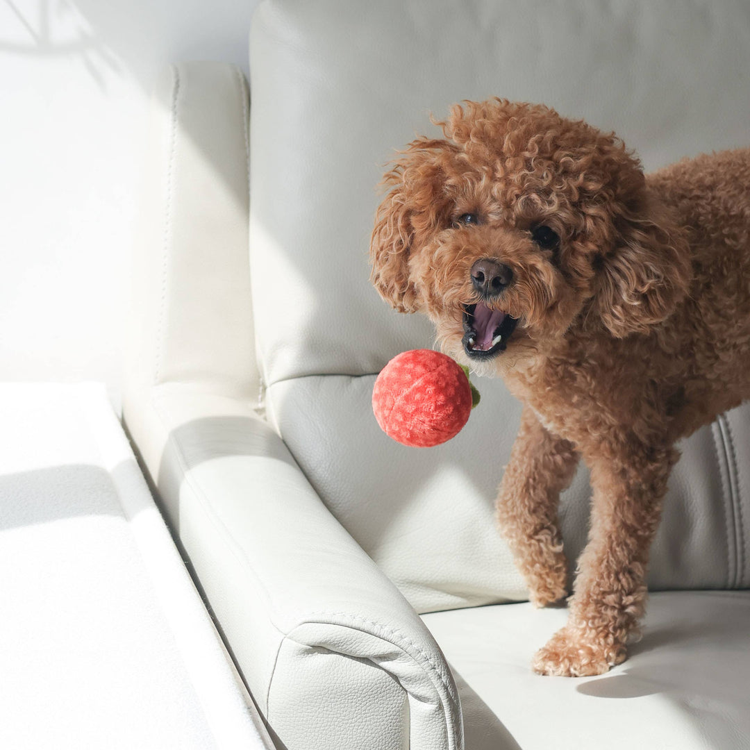 Tomato Soup Nosework Enrichment Toy | Snuffle | Squeaker