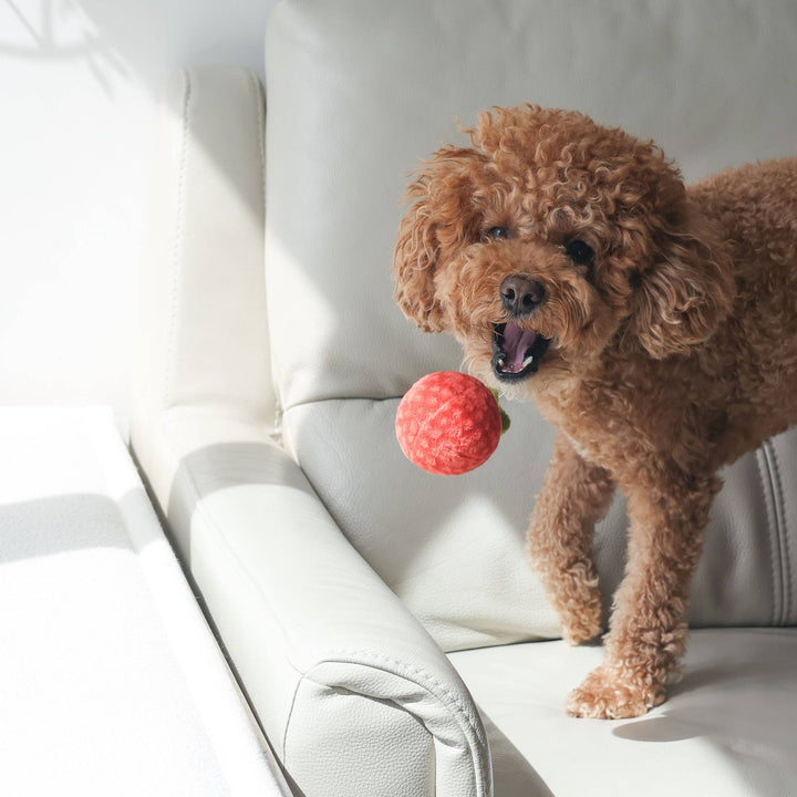 Tomato Soup Nosework Enrichment Toy | Snuffle | Squeaker
