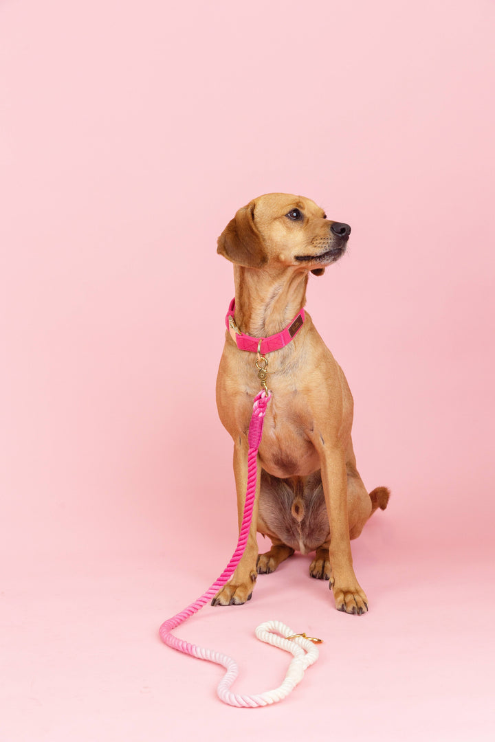 Maggie Pink Ombre Rope Dog Leash