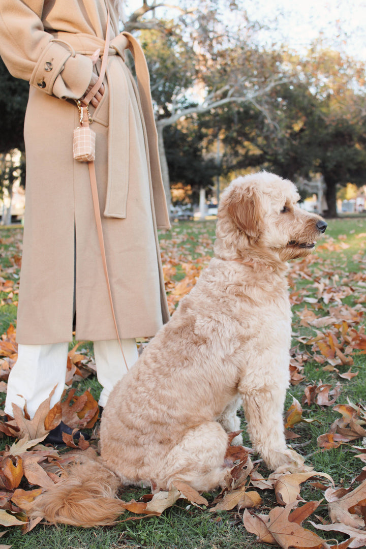 Chai Brown 4-in-1 Convertible Hands Free Cloud Dog Leash