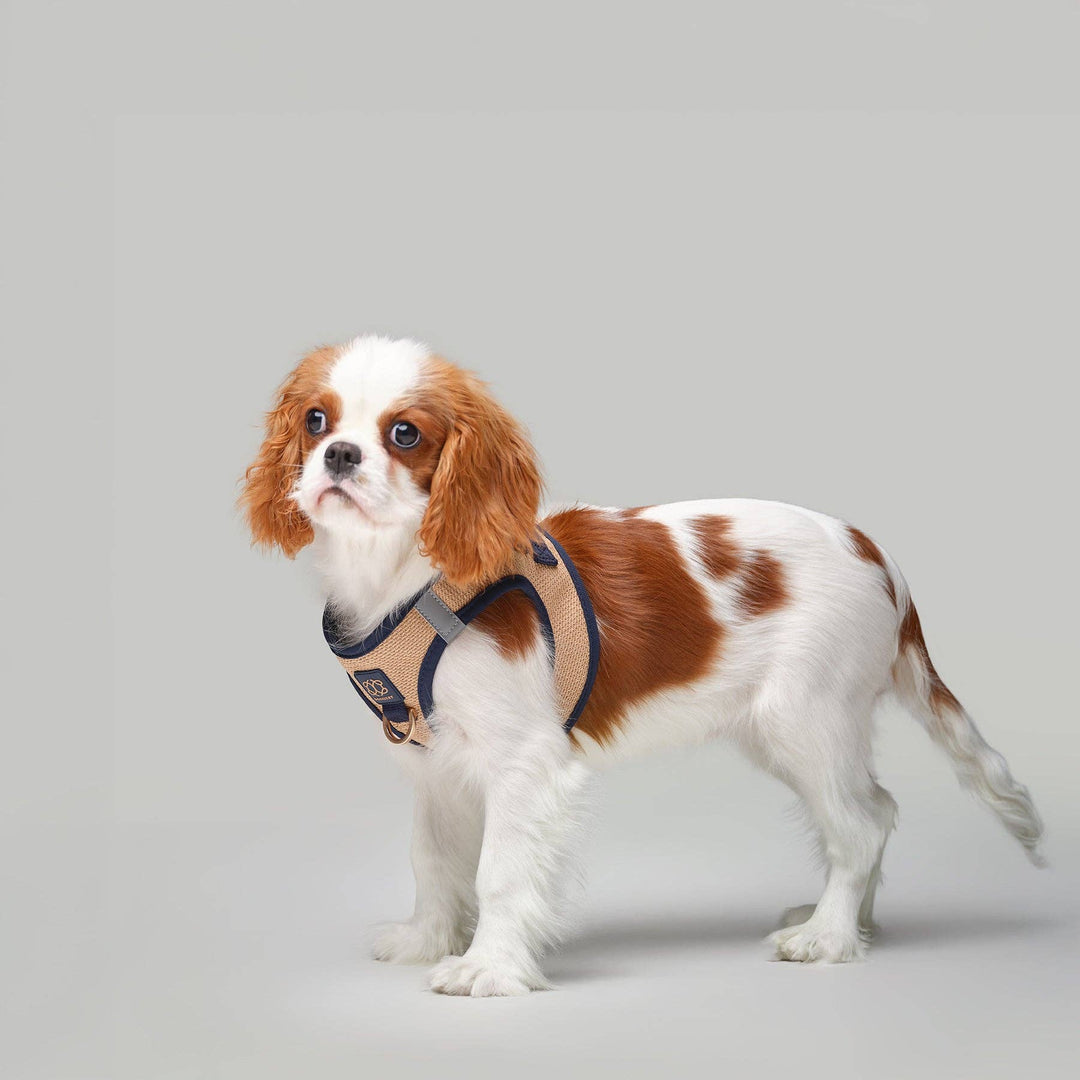 SoHo Dog Harness - Hamptons